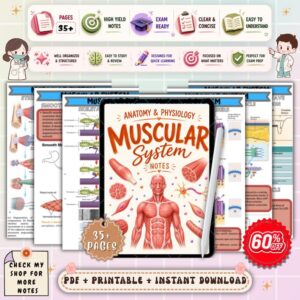 Muscular System Anatomy and Physiology Notes | Muscle Anatomy Study Guide | A&P Nursing Review | NCLEX Nursing PDF